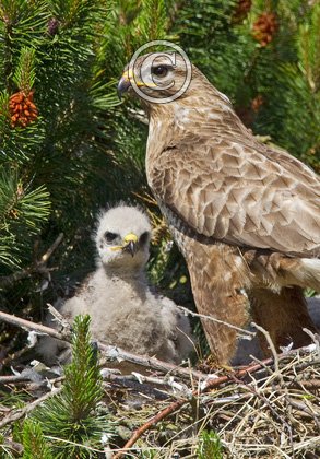 Common Buzzard witth Chick  DMO433